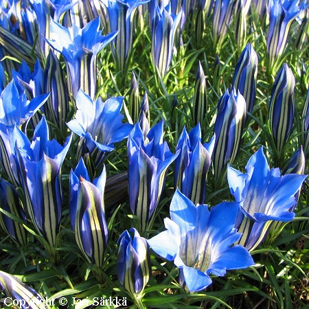 Gentiana sino-ornata, syyskatkero